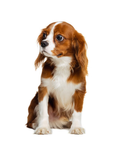 Companion dog breed, King Charles Spaniel calmly sitting isolated over white studio background.